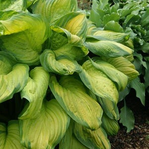 Stained Glass Hosta Bareroot, you choose amount!