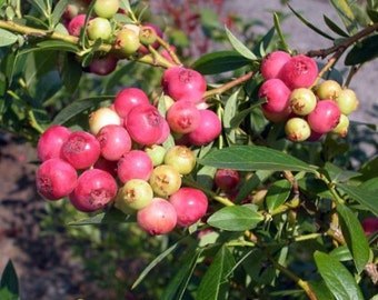 2 Pink Lemonade Blueberry Plants in 4 Inch Containers, Great Starter Plants. One Plant Per Container, 2 Containers Per Order