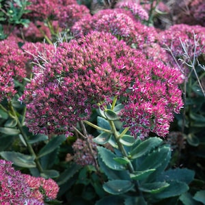 Autumn Joy Sedum in a 3.5" Pot---Beautiful Sturdy Perennial, Attracts Butterflies!!!