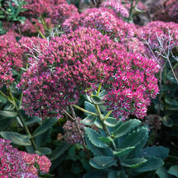 Autumn Joy Sedum in a 3.5" Pot---Beautiful Sturdy Perennial, Attracts Butterflies!!!