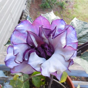 May include: A close-up of a purple and white flower with a ruffled appearance. The flower has a deep purple center and is surrounded by green leaves.