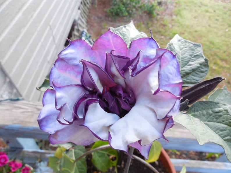 May include: A close-up of a purple and white flower with a ruffled appearance. The flower has a deep purple center and is surrounded by green leaves.