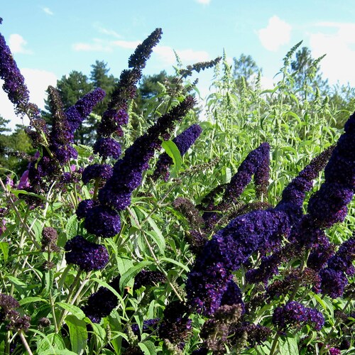 Buddleja "Black Knight" Butterfly Bush---atrracts bees, butterflies, hummingbirds 3.5 inch container-- You choose amount!