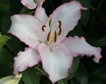 Lilium♡ vigoro-perennials-8271-64_1000.jpg
