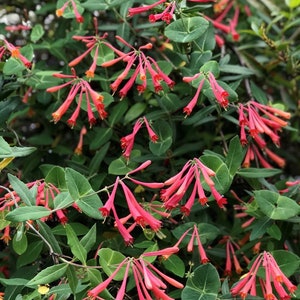May include: A close-up of a honeysuckle vine with vibrant red and orange trumpet-shaped flowers. The flowers are clustered among green leaves with a few visible veins. The image is well-lit, highlighting the plant's details.