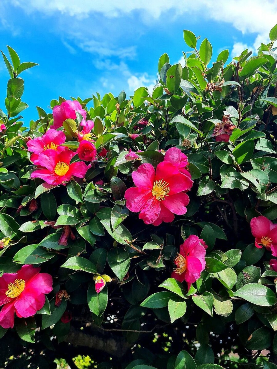 Hiryu Camellia 3.5 Inch Pot *cold and Heat Sensitive* Cannot