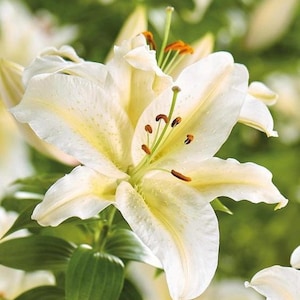 Bafferari Oriental Lily Bulbs--End of Season Bulb clearance!!!