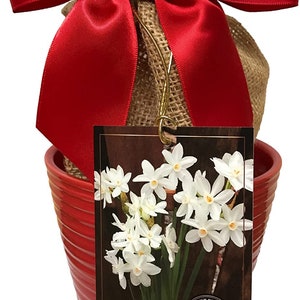 May include: A red ceramic pot with a burlap-wrapped plant, tied with a large red satin bow. A tag displays a photo of white Paperwhite flowers, with the text "Indoor Paperwhites".