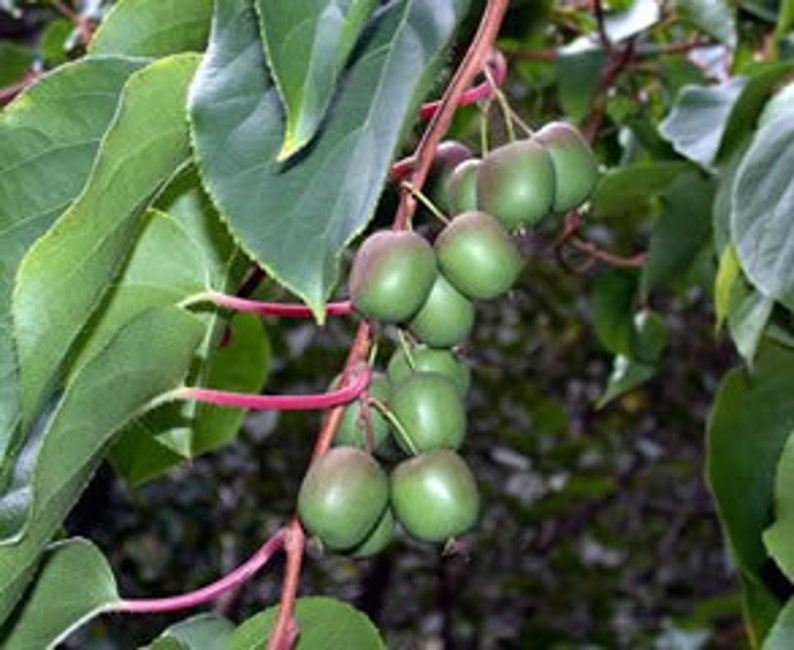 4 Hardy Kiwi Plants One Ananasnaya, Two Ken's Red, and one Male Pollinaterall in 4 Inch Cups/ Kiwi Aruguta image 2