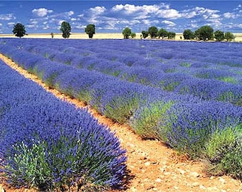 French Provence Lavender / Lavandula X Intermedia "Provence" in 4 Inch Pots