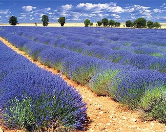 French Provence Lavender / Lavandula X Intermedia "Provence" in 4 Inch Pots