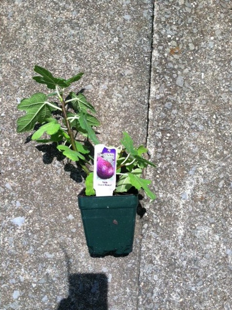 Puede incluir: Un peque&ntilde;o &aacute;rbol de higo en maceta con hojas verdes y un higo morado en la etiqueta. La etiqueta dice "Higo, 'Misi&oacute;n Negra'".