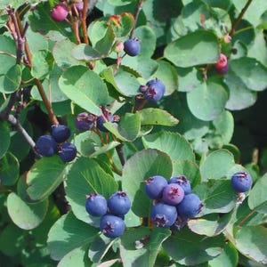 May include: Close-up of a plant with clusters of dark blue berries and green leaves. The berries have a slightly purplish hue and are surrounded by rounded, green leaves. Some berries are still pink. The plant's branches are visible.
