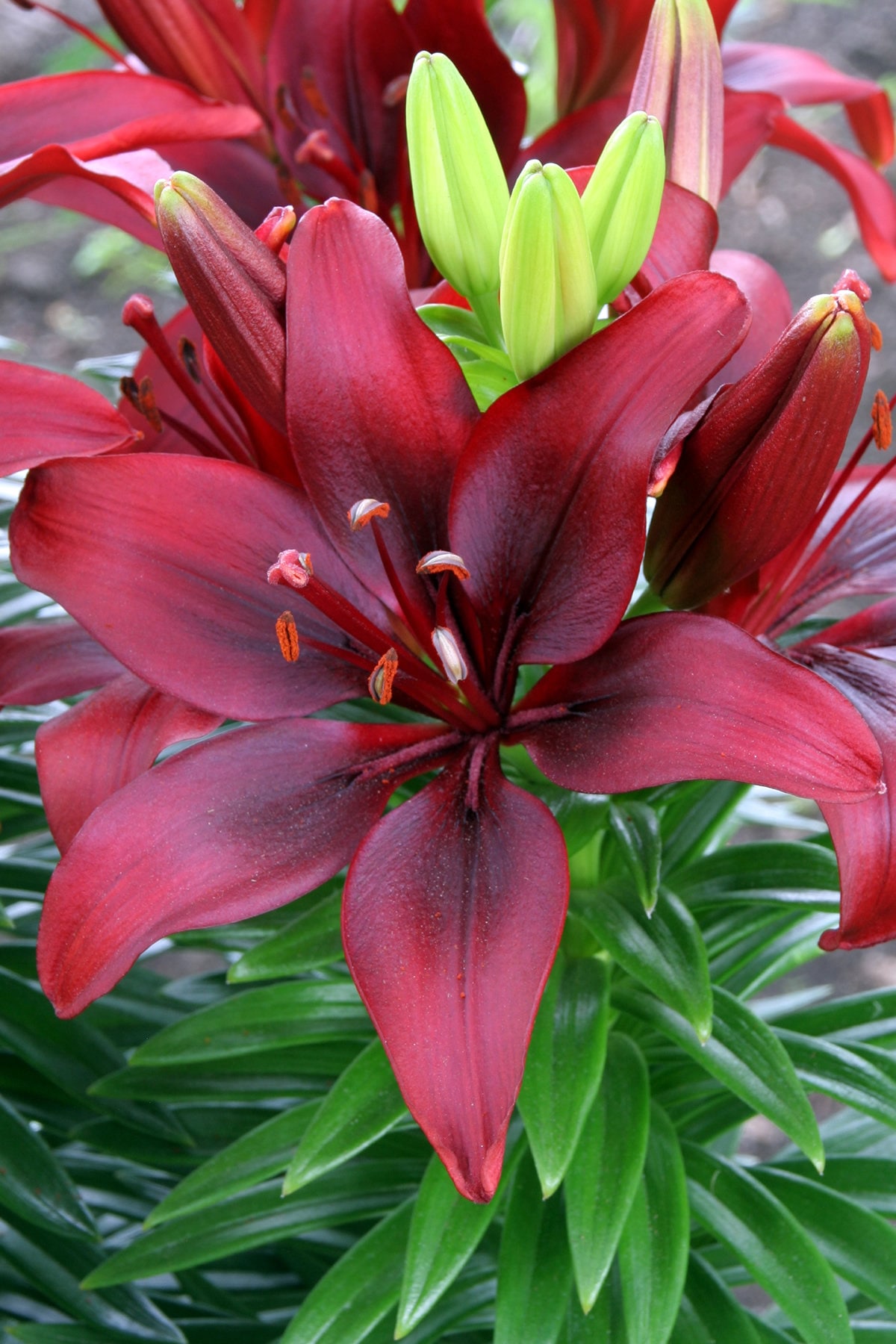Happy Love Lily Bulbs, you choose amount!