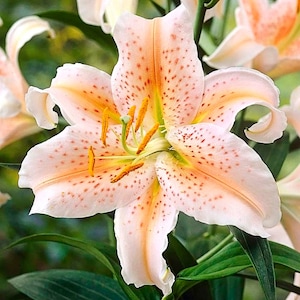 Salmon Star Oriental Lily Bulbs, you choose amount!