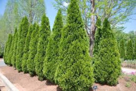 3 Emerald Green Arborvitae In 2 5 Inch Pots One Plant Per Etsy