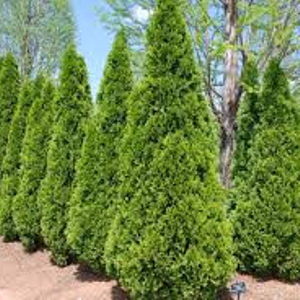 Emerald Green Arborvitae in 2.5 inch pots  6-12 inches tall