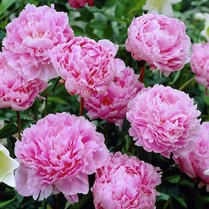 Sarah Bernhardt Bareroot Peony, 2-3 Eye, Great for Fall or Spring Planting Free Shipping image 2