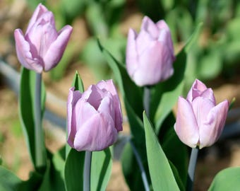 Candy Prince Tulip Bulbs - Tulipa Single Early--FREE SHIPPING!! Lovely Lavender Blooms