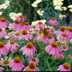 May include: A close-up of a garden with pink coneflowers and white yarrow flowers. A butterfly is perched on one of the coneflowers.