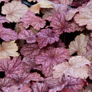 Mixed Heuchera in 3.5 inch pots, you choose amount We send out whatever is the prettiest at the time of order. image 2