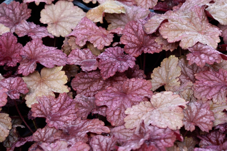 Mixed Heuchera in 3.5 inch pots, you choose amount We send out whatever is the prettiest at the time of order. image 2