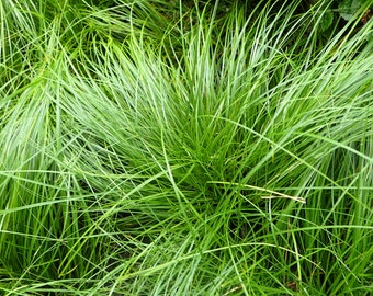 Carex Pensylvania Grass---Containers in 3.5 Inch Size! You choose amount!