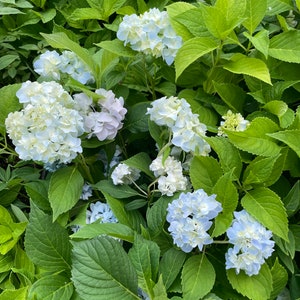 Hydrangea Arborescens Blue 2.25 Inch Starter Plant, this is an End of the Season price on these, get them at a Bargain image 7
