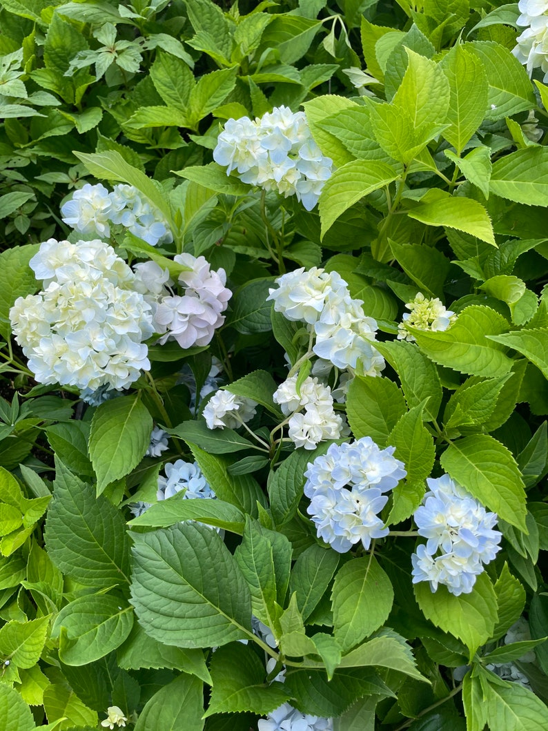 Hydrangea Arborescens Blue 2.25 Inch Starter Plant, this is an End of the Season price on these, get them at a Bargain image 7