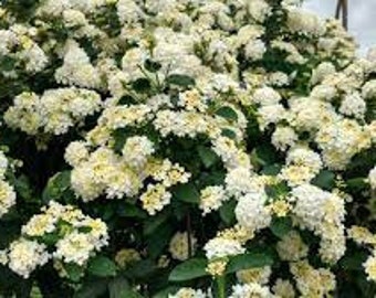 Bandana White Lantana Camara Flowers--Live Plants-Natural Mosquito Repellant Garden-Attract Hummingbirds & Butterflies!!!