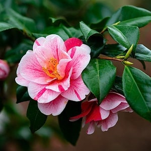 May include: A close-up of a pink and white camellia flower with a yellow center. The flower is in bloom and has a delicate, ruffled appearance. The flower is surrounded by green leaves.