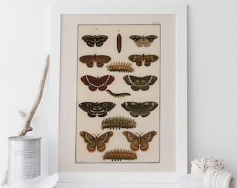 Antique Nature Art Print VINTAGE NATURE PRINT Antique Insect Print Butterfly