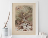 ANTIQUE BIRD PRINT - Vintage Bird Print - Antique Ornithology Poster, Professional Reproduction, Dipper, Wagtail, 1890s