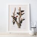 lcread reviewed VINTAGE WOODPECKER PRINT - Ivory-billed Woodpecker, Male and Female, Audubon, 1820s, 1830s