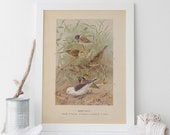 ANTIQUE ZOOLOGY PRINT - Vintage Bunting Print - Antique Ornithology Poster, Professional Reproduction, Vintage Bird Print, 1890s