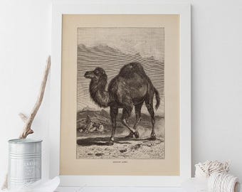 ANTIQUE ZOOLOGY PRINT, Vintage Camel Print, Antique Dromedary Poster, Professional Reproduction, Vintage Animal Print, 1890s