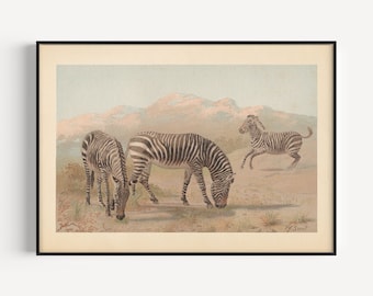 ANTIQUE ZEBRA PRINT, Vintage Zoology Print, Antique Mammalogy Poster, Professional Reproduction, Vintage Animal Print, 1890s