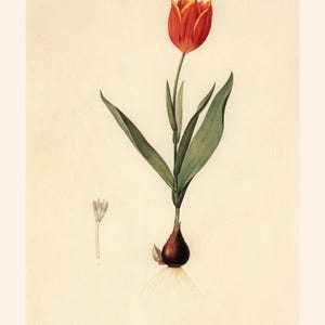 ANTIQUE FLOWER PRINT, Tulipa Suaveolens, Thol Tulip Print, Redouté, 19th Century Art, Cozy Room Decor, Cottagecore, Nature Wall Art image 6