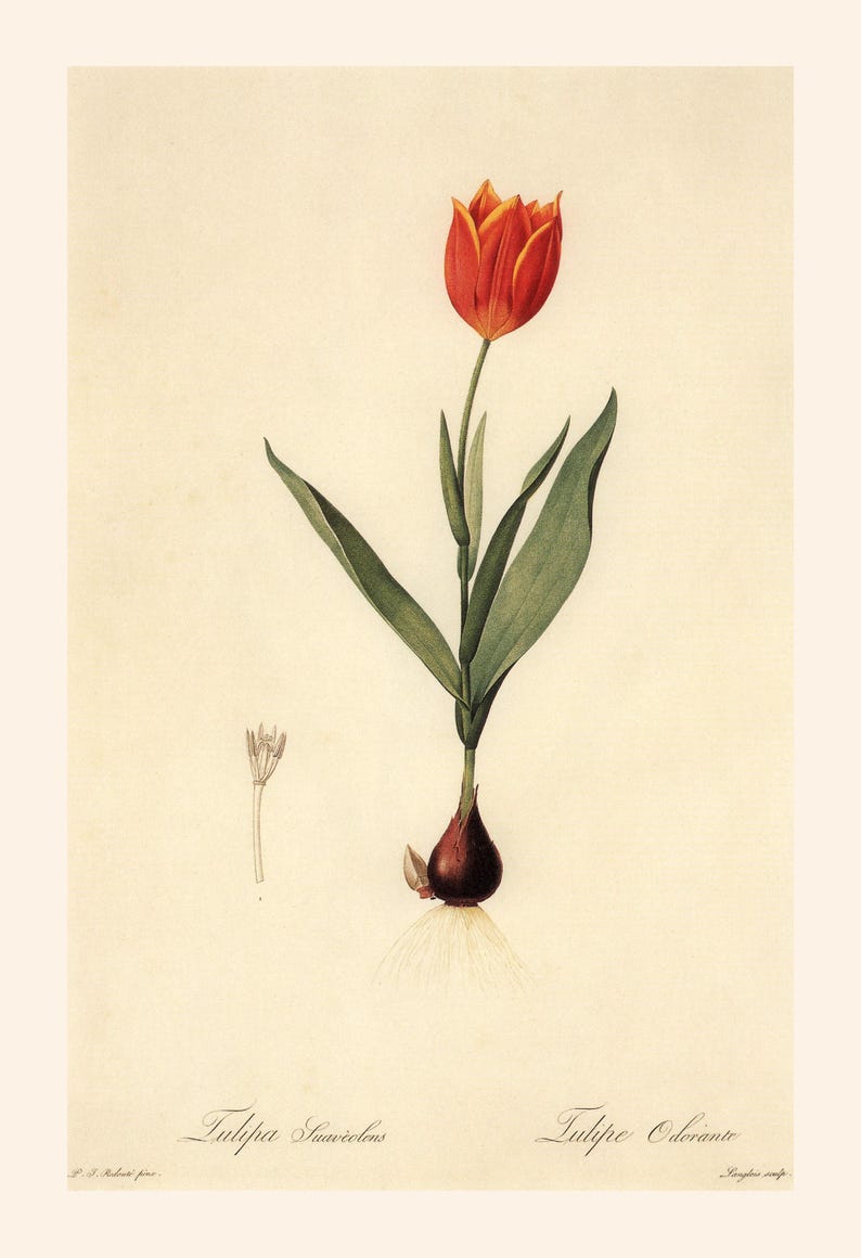 ANTIQUE FLOWER PRINT, Tulipa Suaveolens, Thol Tulip Print, Redouté, 19th Century Art, Cozy Room Decor, Cottagecore, Nature Wall Art image 6