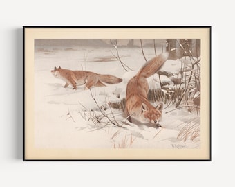 POSTER VOLPE INVERNALE, Stampa vintage di volpe, Poster antico di mammiferi, Riproduzione professionale, Stampa vintage di animali, Anni 1890, Arte murale naturalistica