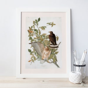 HAWK ART PRINT, Breitflügelfalke Druck, Falco Pennsylvanicus, John James Audubon Poster, Cottage Wandkunst, Natur Wandkunst