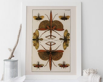 VINTAGE NATURE PRINT, Antique Nature Print, Antique Entomology Art Histoire naturelle Imprimer Wall Art Nature Lovers Print Insect Art Print