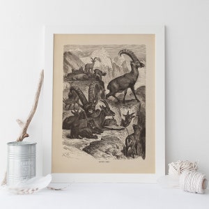 VINTAGE ZOOLOGY ART, Antique Alpine Ibex Print, Antique Goat Poster, Professional Reproduction, Vintage Animal Print, 1890s