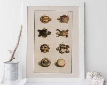 VINTAGE TURTLES PRINT, Antique Nature Print, Professional Reproduction, Antique Turtle Print Nature Wall Art Nature Art Print Cute Turtles