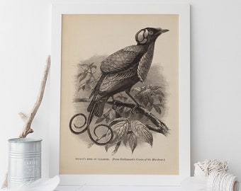 BIRD OF PARADISE Wall Art, Vintage Bird Print, Antique Ornithology Poster, Professional Reproduction, Vintage Animal Print, 1890s