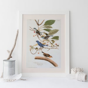 INDIGO BUNTING PRINT, Professional Quality Giclée Print, John James Audubon, 19th Century Art, Housewarming Gift, Nature Wall Art
