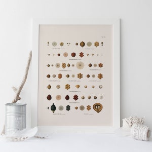 ANTIQUE BOTANICAL PRINT, Palm Tree Wall Art, Seeds and Bark, High Quality Reproduction, 1800&#39;s Taxonomy, Nature Wall Art