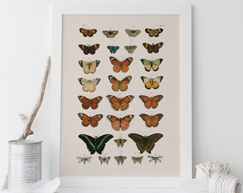 GIRLS ROOM DECOR, High Quality Reproduction, Old Nature Print Butterfly Art Antique Natural History Print, Vintage Science Print