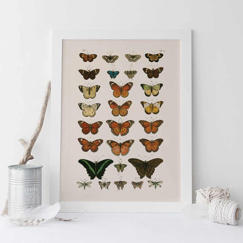 VINTAGE BUTTERFLY PRINT High Quality Reproduction  Old image 0