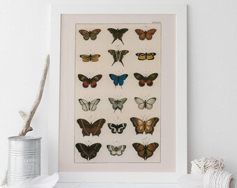 BUTTERFLY COTTAGE DECOR, Antique Nature Print, Nature Art Butterfly Art Antique Natural History Print Nature Wall Art Butterfly Print